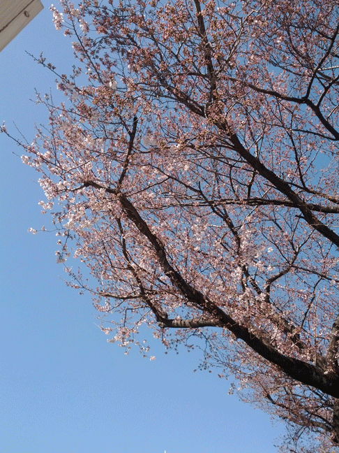 20120406_sakura_blooming.gif